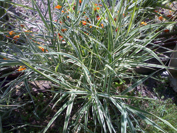 O frunzoasa variegata:) - Florile mamei