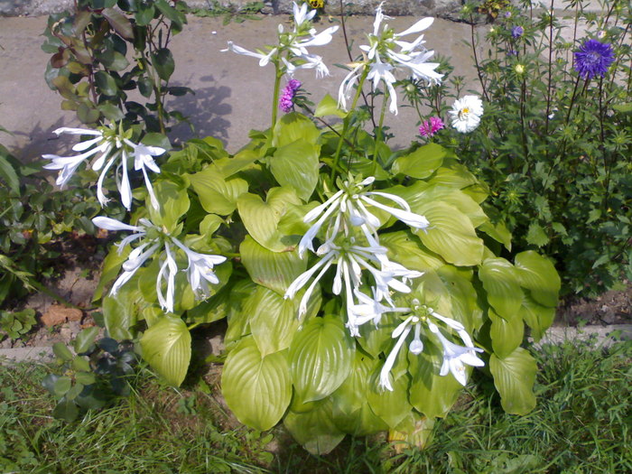 Abundenta de flori si frunze