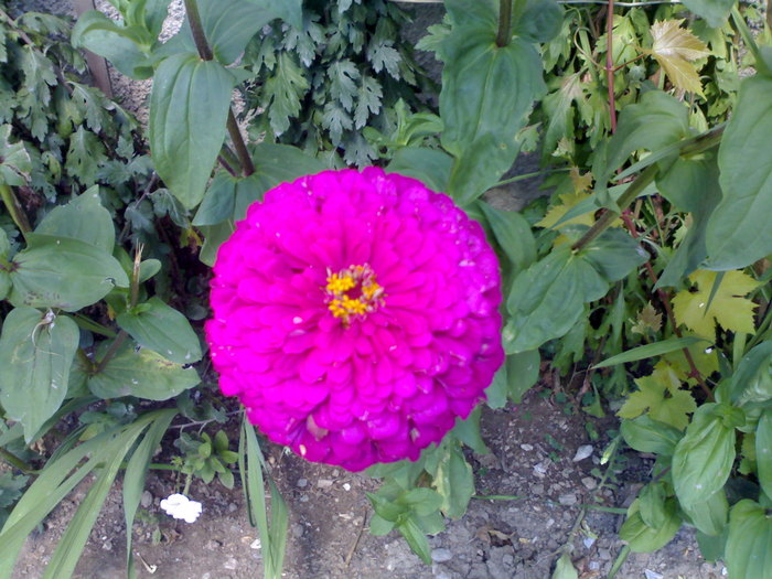 Extra carciumarese - Florile mamei