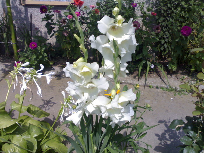 Alb pur - Florile mamei