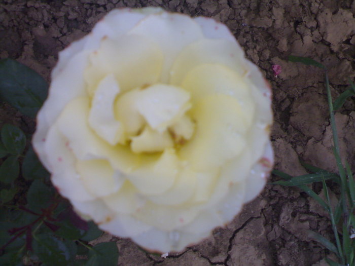 08.2010 - Trandafiri 2010-inceputuri timide