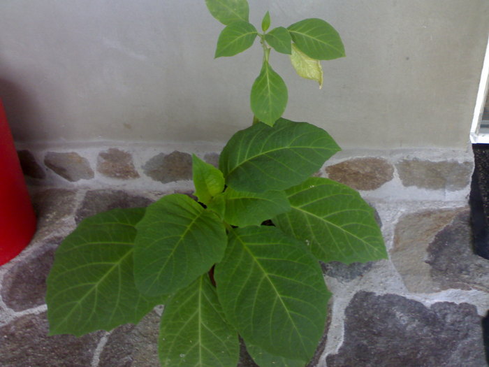 Timid inceput de brugmansia - Plantute dragute