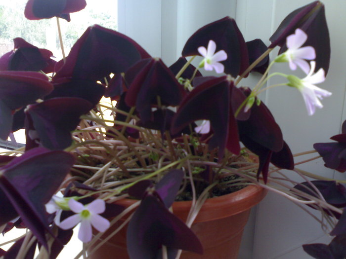 Frumusete violet - Plantute dragute