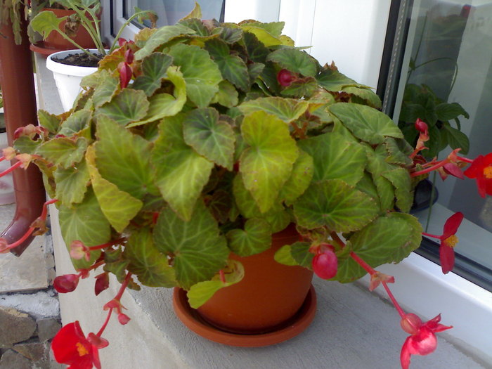 Red dream - Plantute dragute