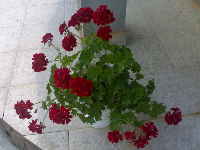 Red dream - Plantute dragute