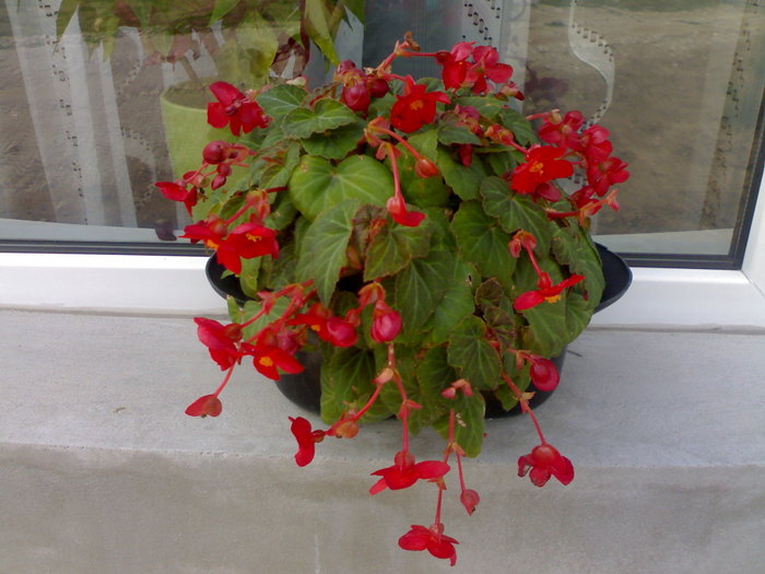 Red dream - Plantute dragute