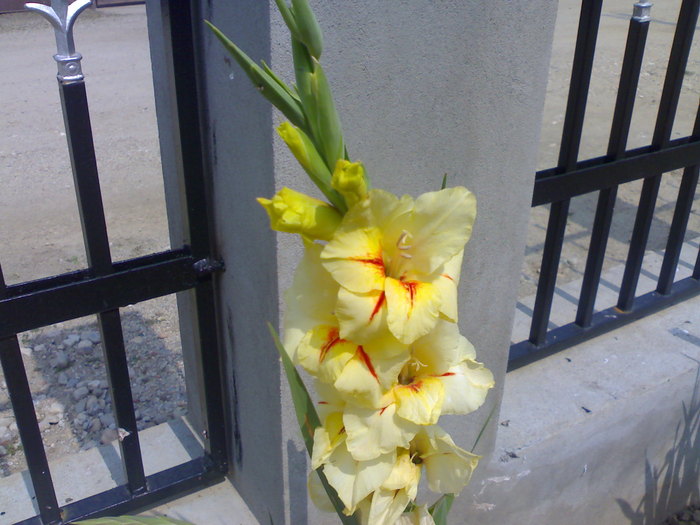 08.2010 - Gladiole 2010