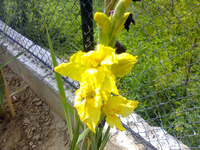 08.2010 - Gladiole 2010