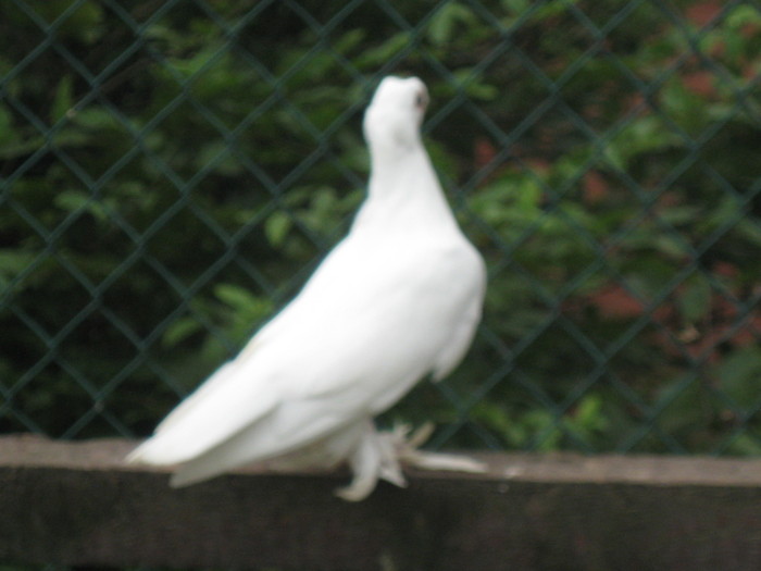 IMG_7024 - Hecktor Uwe