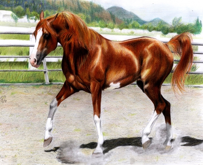 Arabian_stallion_finished_by_ManiaAdun - poze cai