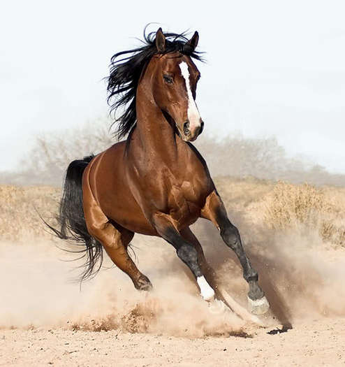 arabian-horse8 - poze cai