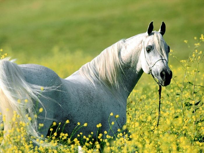 Caballo-Arabe-Blanco - poze cai