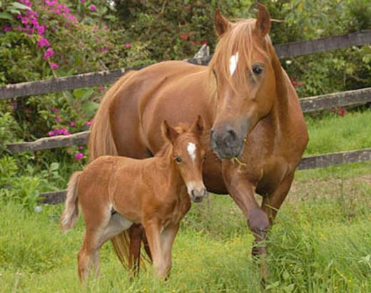 equinos-adulto-cria - poze cai