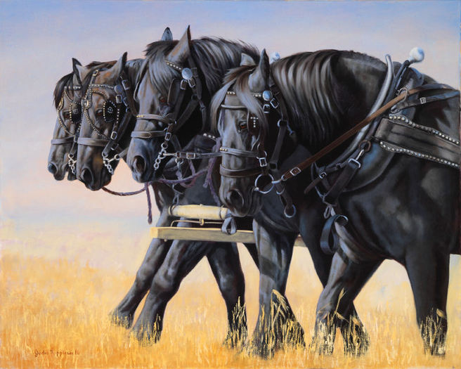 FOUR HORSE PERCHERON TEAM - poze cai