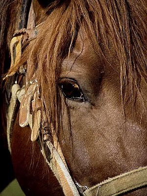 vision-del-caballo1_13-01-10