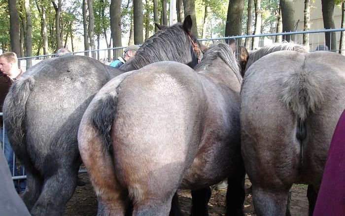 zuidlaardermarkt-horse-fair-art-55