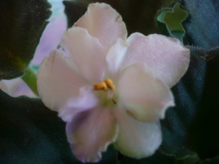 Irish Laughter - VIOLETE 2010