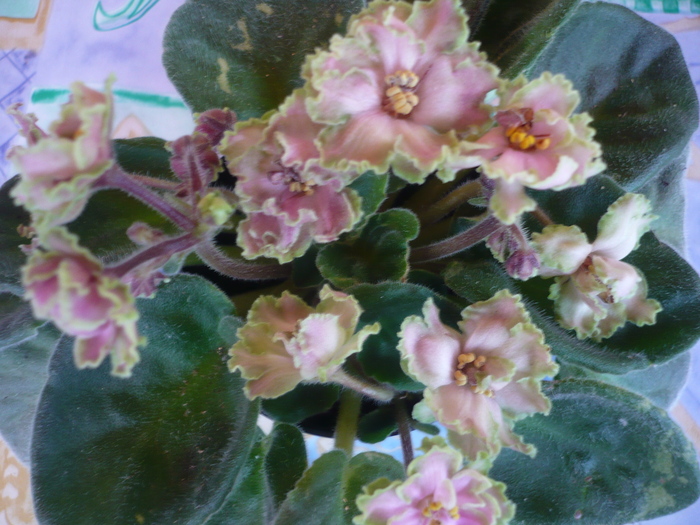 Green Lace - VIOLETE 2010