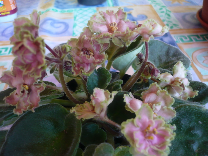Green Lace - VIOLETE 2010