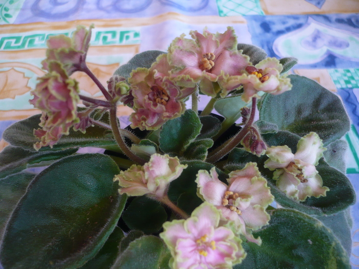 Green Lace - VIOLETE 2010