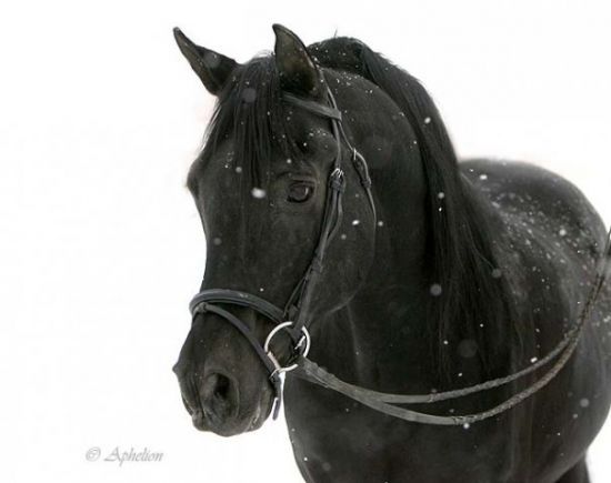 arabian_stallion_black_horse