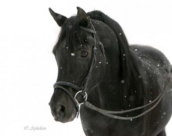 arabian_stallion_black_horse - poze cai