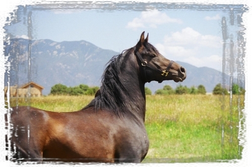 Bedouin Arabians, Stallion-6 a 500pxm - poze cai