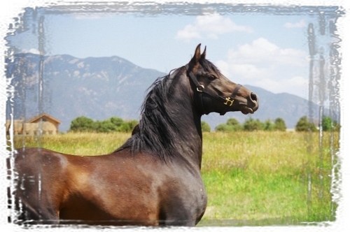 Bedouin Arabians, Stallion-6 a 500pxm