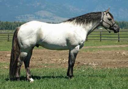 stallion-Celebrity-Concerto-010-medium - poze cai