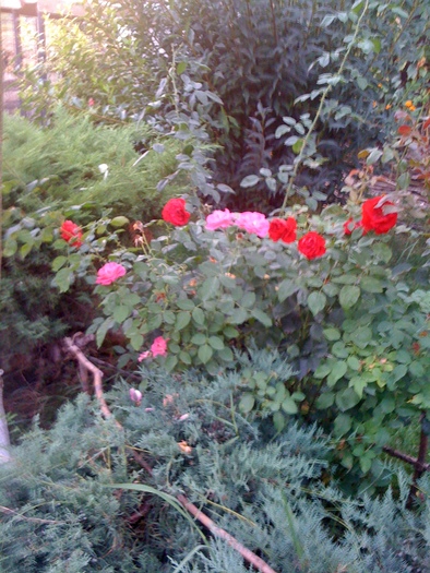 IMG_0727 - 29 08 2010