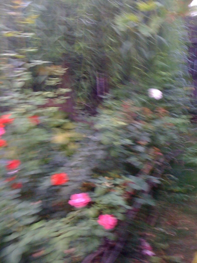 IMG_0728 - 29 08 2010