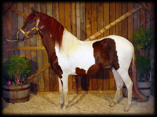 pinto stallion - poze cai