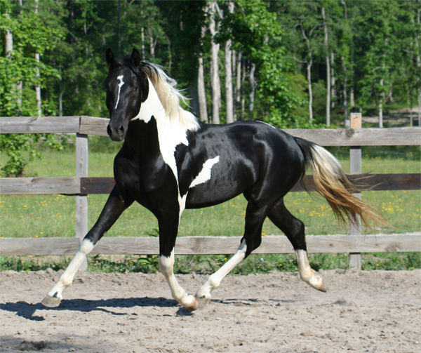 Pinto-Sandro-Hit-stallion - poze cai