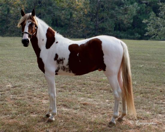 stallion_pinto_paso_horse - poze cai