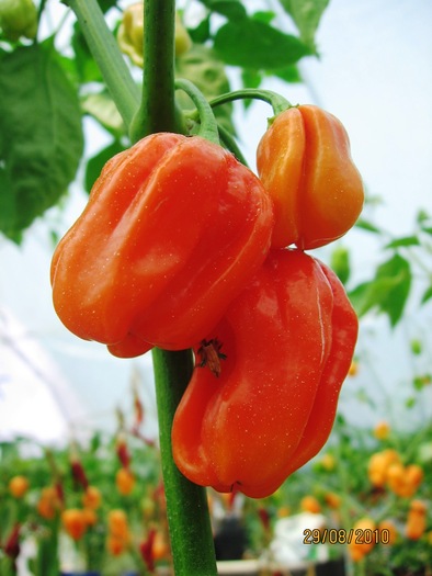 scotch bonnet orange - Ardei iuti