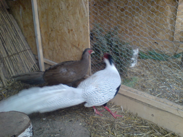 DSC00626 - argintii - Lophura nychtemera - fazanul argintiu