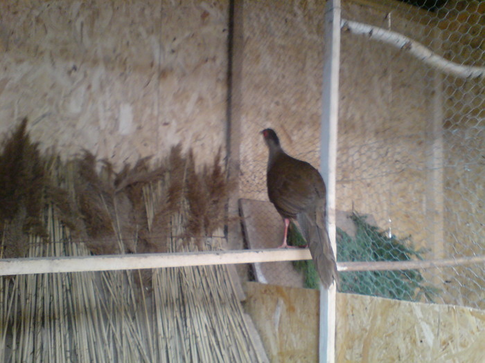 DSC00627 - argintii - Lophura nychtemera - fazanul argintiu