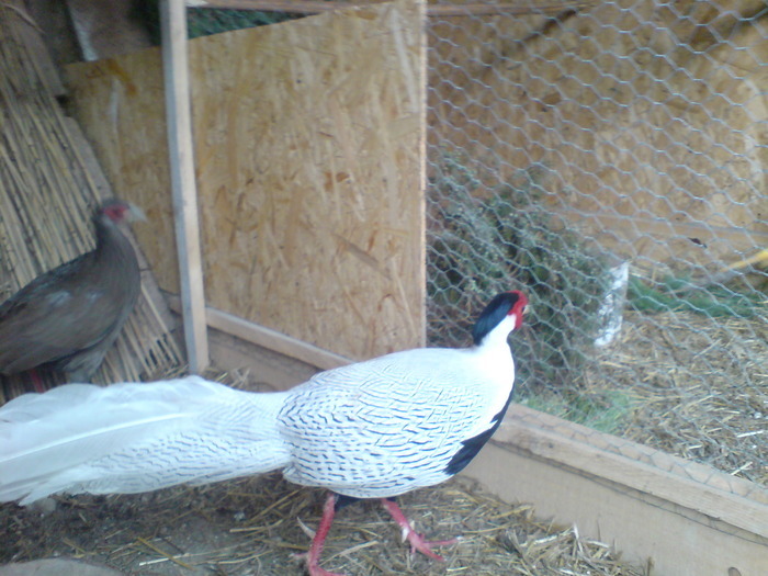 DSC00629 - argintii - Lophura nychtemera - fazanul argintiu