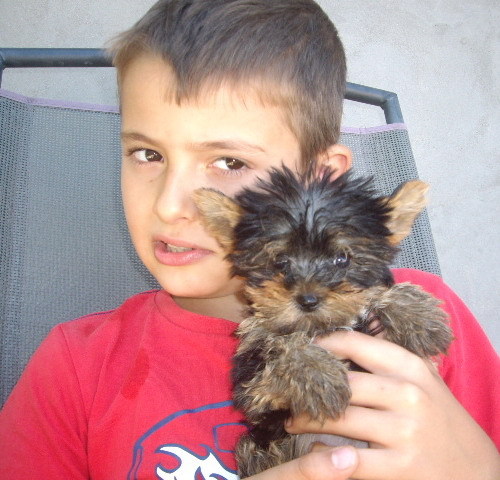 sasa - Yorkshire terrier