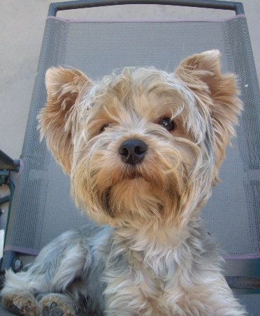 biju - Yorkshire terrier