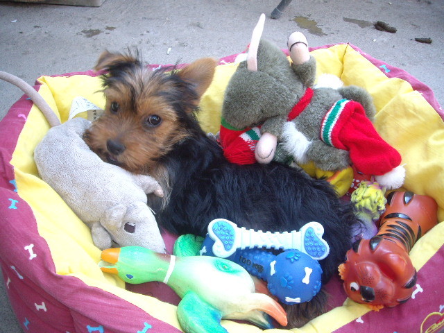 Cody - Yorkshire terrier