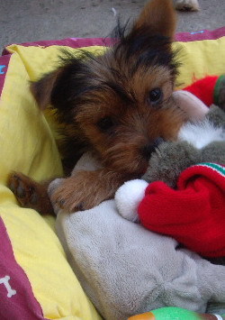 Cody - Yorkshire terrier