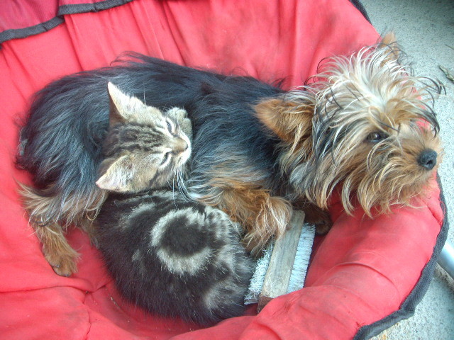 Bony si Rony - Yorkshire terrier