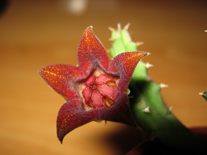 Huerniopsis decipiens (16) - Asclepiadaceae