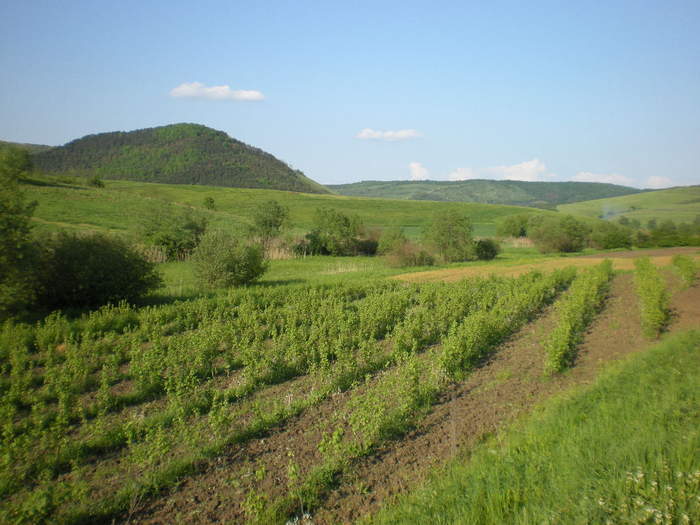 Coacaz negru - Coacaz negru