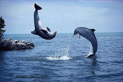 poze-haioase-poze-cu-delfini
