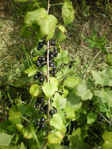 fructele mele -coacaz negru; Recolta
