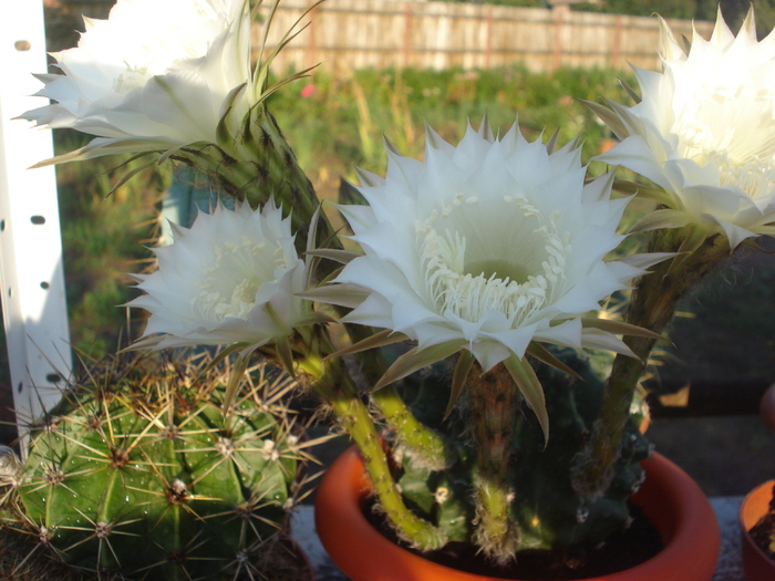 DSC06160 - cactusi 2010