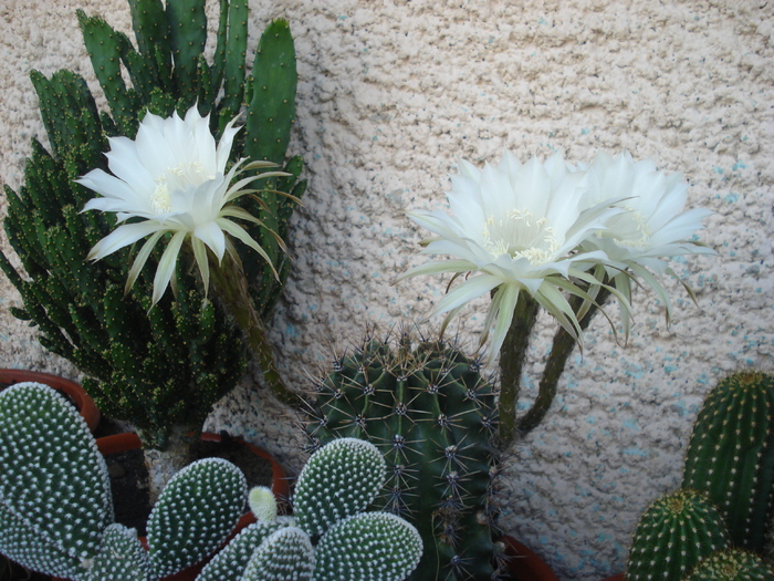 DSC06166 - cactusi 2010