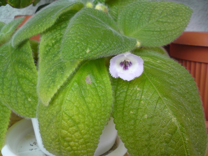 Sphalera (2) - Episcia